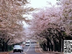 【APL扑克】WPT韩国 | 樱你而来 赴春之约 济州岛游玩攻略之看樱花篇
