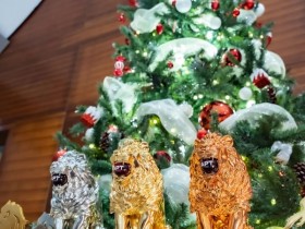 【APL扑克】APT河内丨Chu Van Tien 胜出破纪录越南国家杯;APT超级豪客赛、神秘赏金赛皆大破纪录